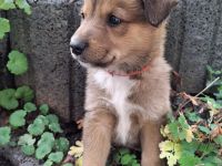 Malinois-Border Collie- Mischlings Welpen