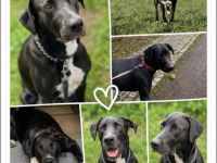 Freundliche Dt. Dogge - Schäferhund - Mix - Hündin