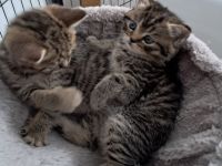 Wunderschöne BKH Kitten