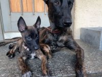 X Herder suchen neuen Wirkungskreis