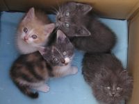 Katzenbabys Edelmix BKH x Russisch Blau Kitten