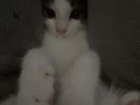 Verschmustes Katzenbaby