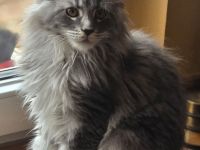 Maine Coon Kitten XL weiblich