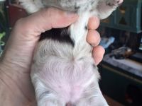 Chihuahuawelpen Langhaar in Merle, Black und Schoko-Tan zu verkaufen.