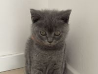 Zuckersüße BKH-Kitten suchen ein neues Zuhause