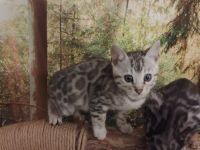 Zauberhafte Bengal Kitten mit Stammbaum