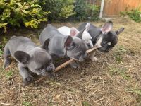 Französische Bulldogge Welpen suchen ihr neues Zuhause