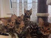 4 wunderschöne reinrassige Bengal Kitten