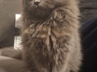 liebe Katzen (2 Kitten + Mama) suchen gemeinsames Zuhause – alle weiblich