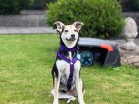 Nelly auf Pflegestelle in 61440 Oberursel sucht ihr Für-immer-Zuhause