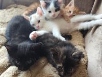 Main Coon BKH Mix Kitten