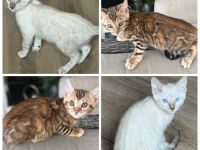 Bengal kitten Snow oder Braun mit Stammbaum
