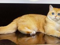 BKH Chocolate Golden DBE Kater Dominant Blue Eyes zur Zucht