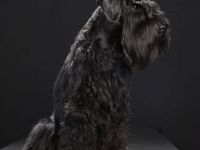 Zwergschnauzer