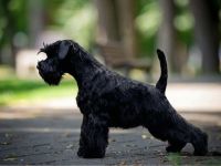 Zwergschnauzer