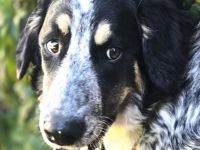 Charlie, 03/26 - fröhlicher Junghund wartet in 64646 Heppenheim auf seine Menschen