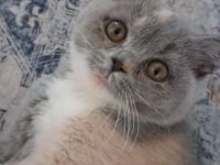 BKH Mädchen Blue Tortie White