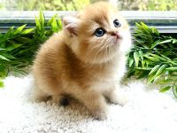 Reinrassige goldene BKH Kitten von Champion Eltern