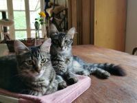 🐾 Edle Siam / Maine-Coon Mix-Kitten: Perfekt sozialisierte Traum-Fellnasen suchen ihr Kuschelreich!