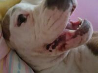 Erfahrenes Zuhause sucht erwachsenen Hund