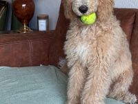 Liebevolles Zuhause für Charlie gesucht