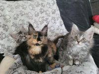 Maine Coon Kitten - auszugsbereit