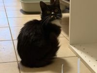 Junge Katze sucht neues Zuhause