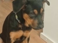 Rottweiler Schäferhund Mischling Hündin