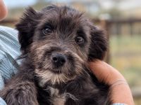 Loui ist unser verschmuster Shelterzwergerl