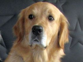 Angel of Karin's golden Family