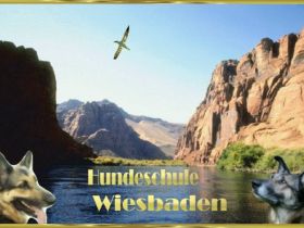 Hundeschule Löb Wiesbaden