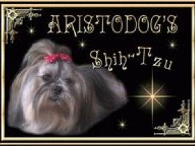 Aristodog`s Shih-Tzu