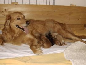 vom goldenen Flieder