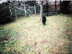 Hundeschule & -pension Karl Katzmann