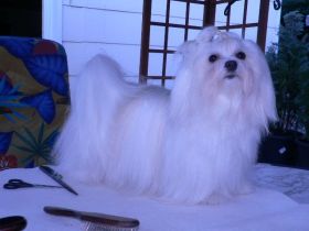 of the children of a King