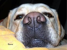 Hundeschule: Antijagd-Training, Erziehung. WW, rlp