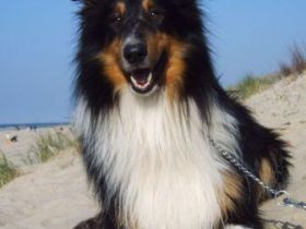 from the Beautiful Dream