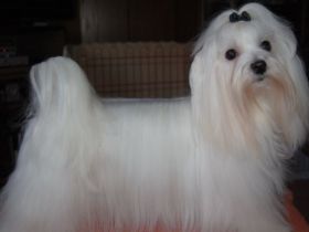 Little Charming Dog´s