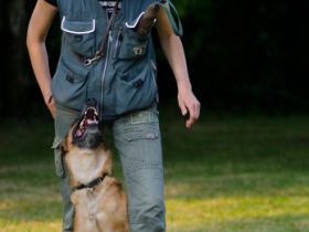 Hundeschule  Jutta Lessmann