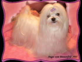 Malteser vom Piumerland