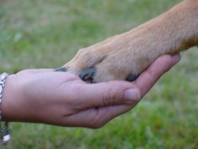 Mensch und Hund -  Hand in Hand