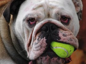 Hundeschule Fröhlingsdorf