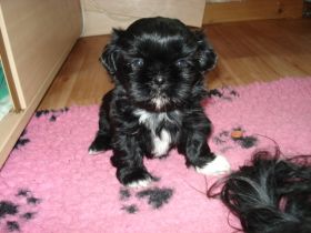 from Buddha´s Paradise