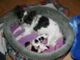 von den Bastenwald-Kobolden