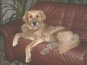 Tierpsychologin Elke Heese