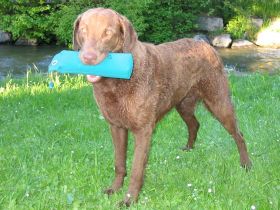 Hans und Hund ( Bayern