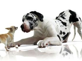 Domnik Hundetrainer / Rheinland-Pfalz