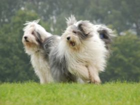 OES From Mystery Avalon