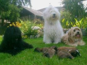 von den kleinen Schneeloewen