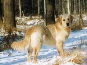 von der alten Waldmühle